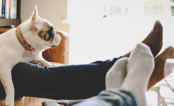 Man and woman kick up their feet at home with their pet dog on the woman's lap.